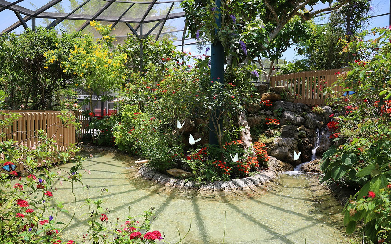Butterfly World Coconut Creek