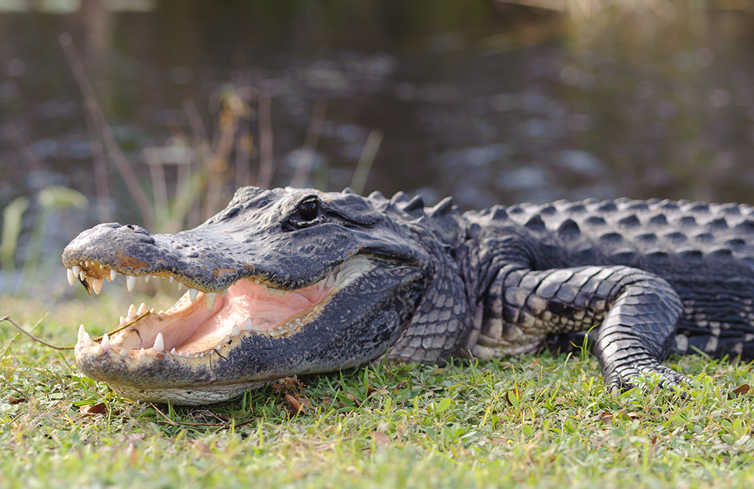 Animal Nuisance Alligator