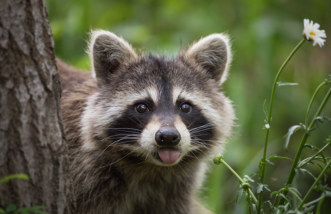Animal Nuisance Raccoon
