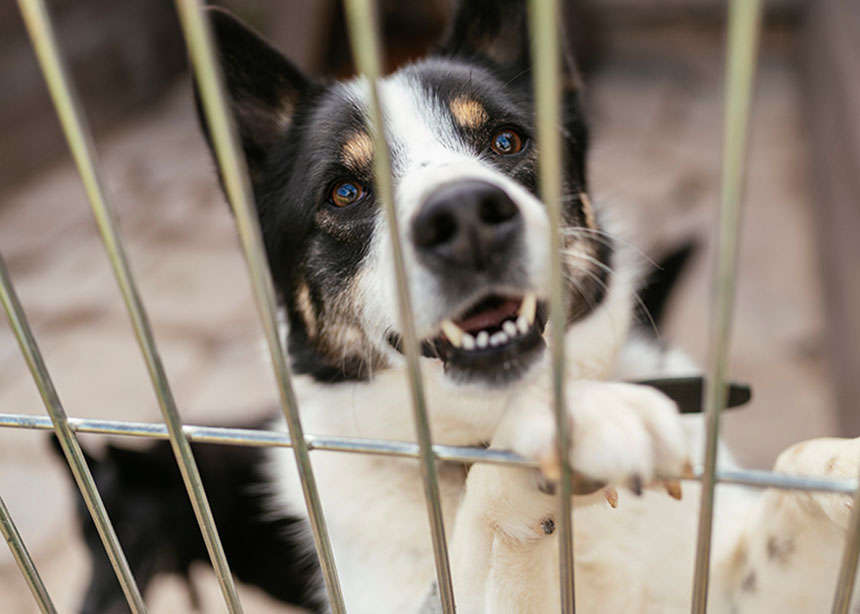 Animal Shelter