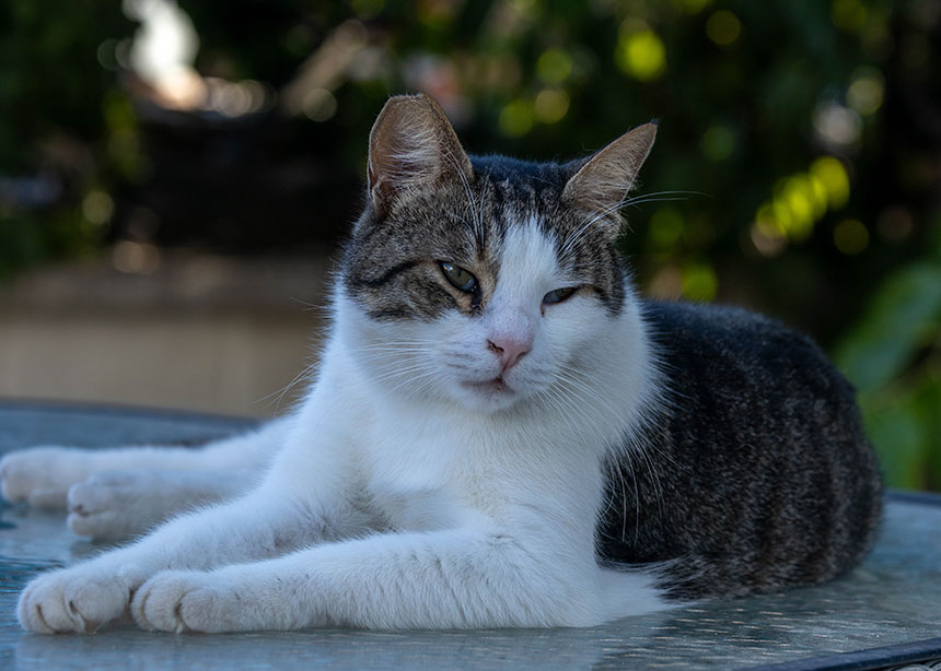 Coconut Creek Community Cats