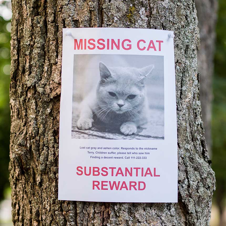 Lost or Missing Cat