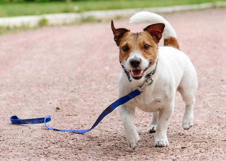Lost or Impounded Pets