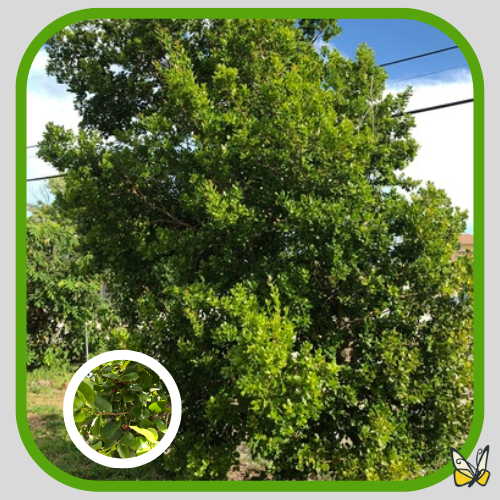 Black Ironwood Black Ironwood