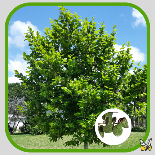 Pigeon Plum Pigeon Plum