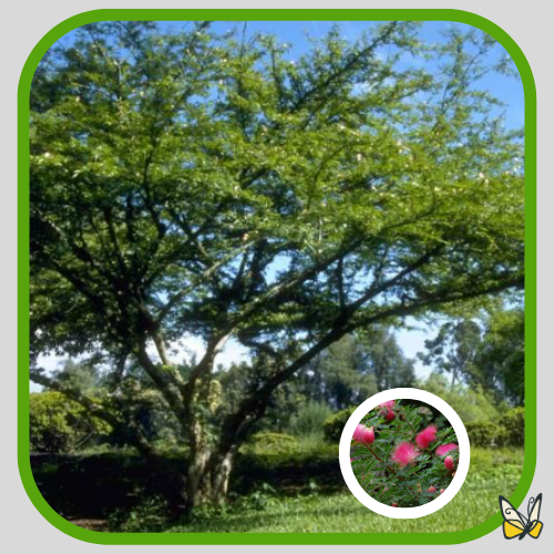 Powder Puff Powder Puff