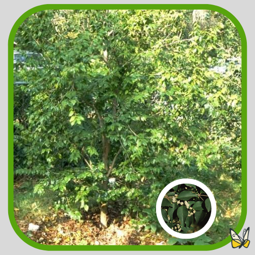 Red Stopper Red Stopper