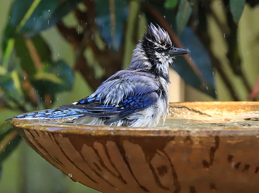 Habitat Water Fountain