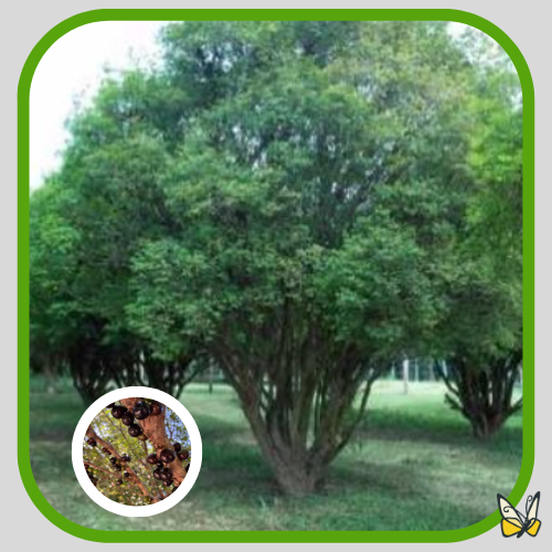 Jaboticaba with fruit Jaboticaba with fruit