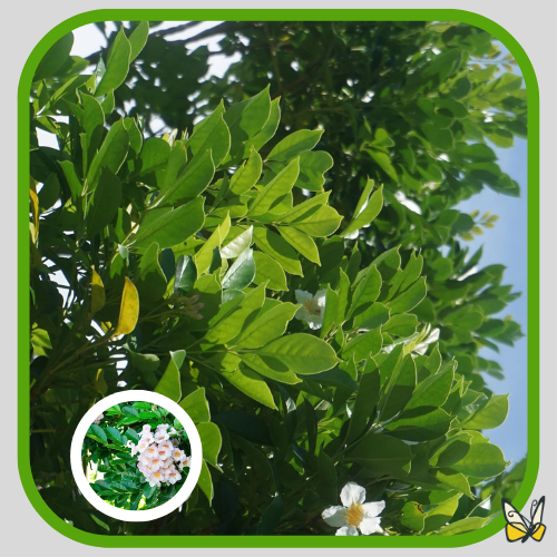 Kunming Jasmine Kunming Jasmine