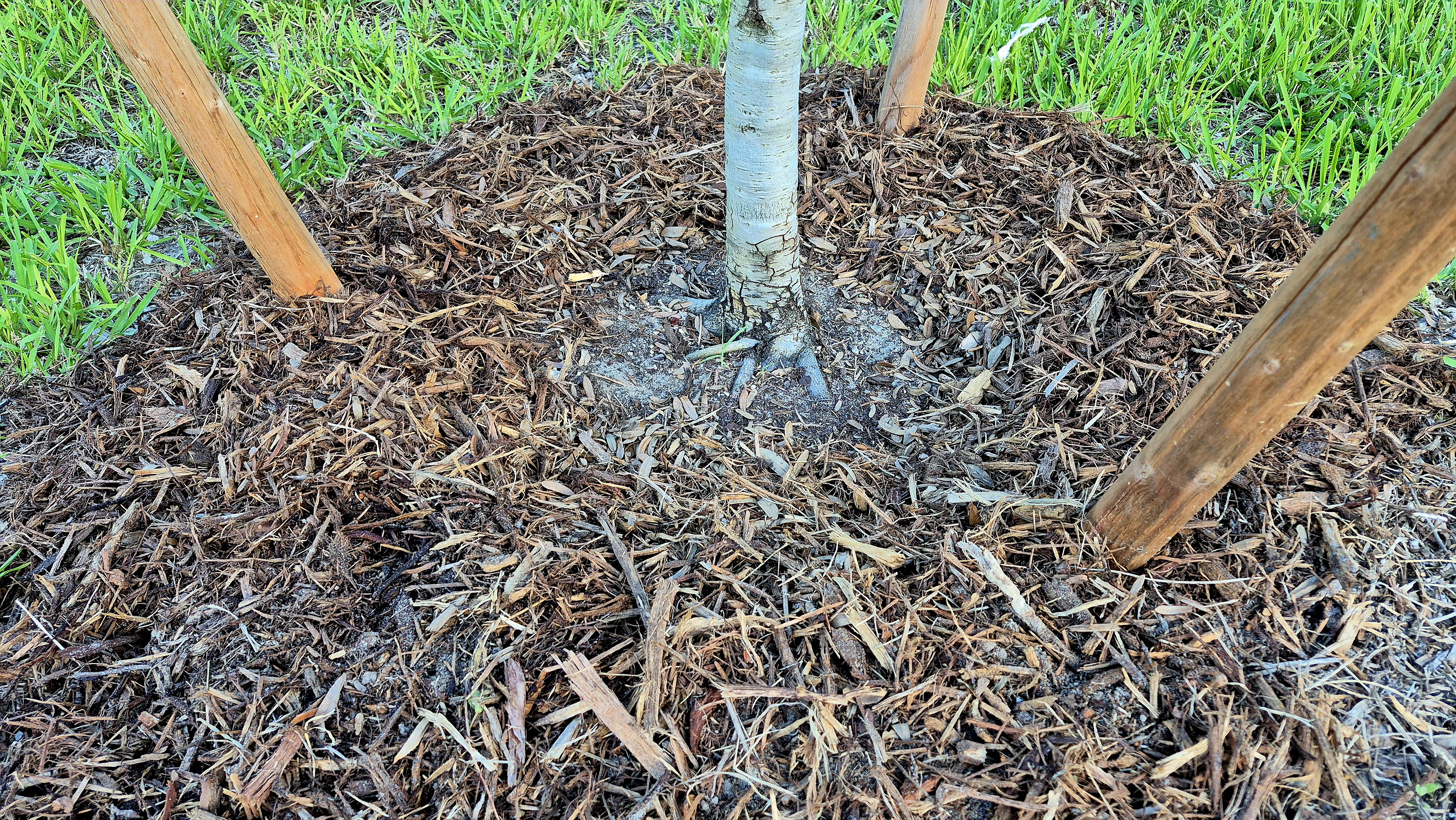 Mulch Trunk Flare