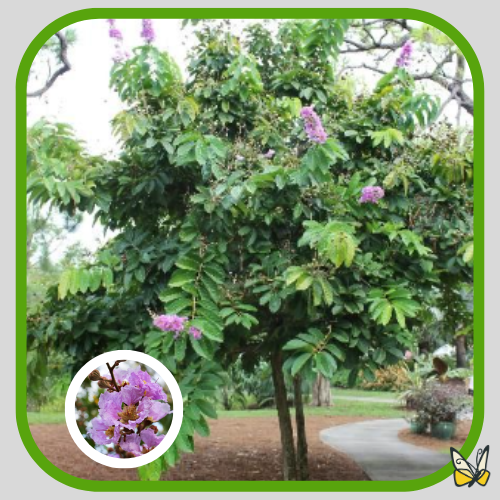 Queenscrapewithflowers Queenscrapewithflowers